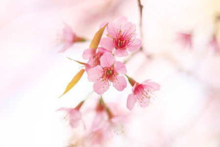 Pink flowers in thailand, Prunus cerasoides,  Rosaceae, Prunus, Wild himalayan cherry in thailand