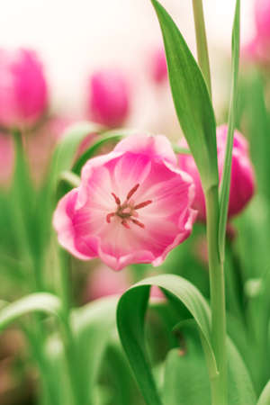 Pink tulip flowerの写真素材