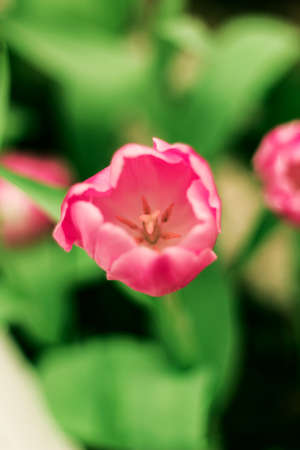 Pink tulip flowerの写真素材