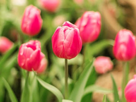 red tulips
