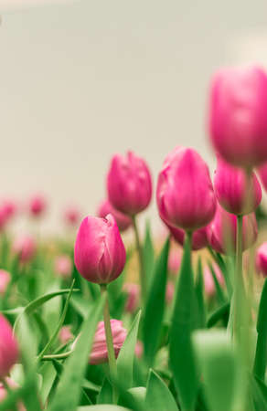 Pink tulip flowerの写真素材