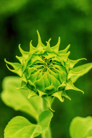 sunflower growth in the dayspringの写真素材