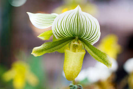 Flowers of Paphiopedilum orchid from Chiang Mai Thailandの写真素材