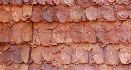 Brown leaf wall background, Ton Tueng wall background.