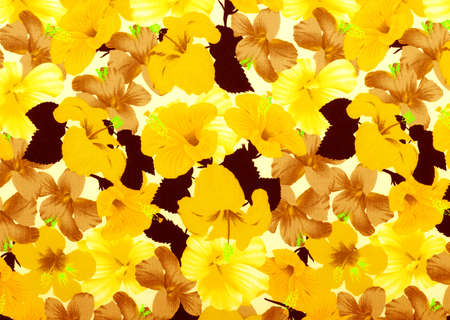 Hibiscus rosa-sinensisの写真素材