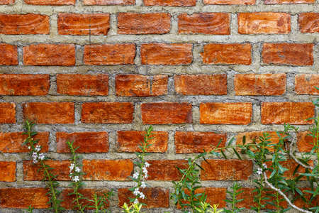White flowers  and brick wall background, brick wall and ornamental backgroundの写真素材