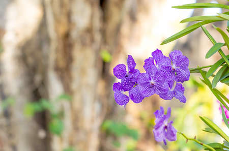 Purple vanda orchids in the gardenの写真素材