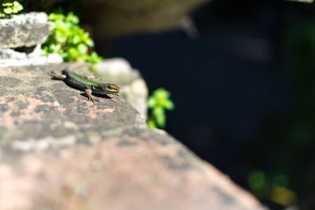 Lizard sitting on the wallの写真素材