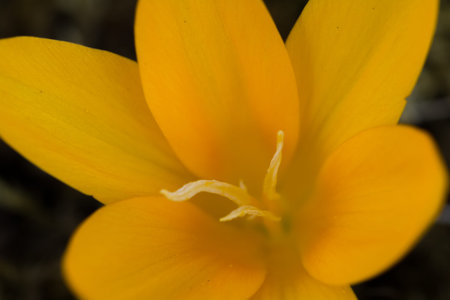 crocus on meadow in spring