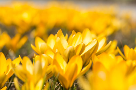 crocus on meadow in spring