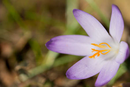crocus on meadow in springの写真素材