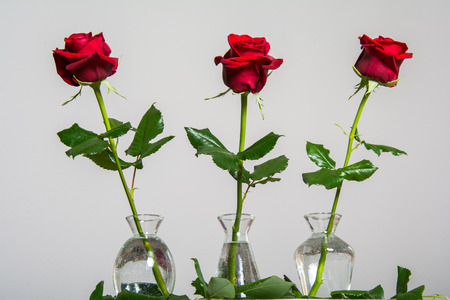 Red roses on background with space for textの写真素材