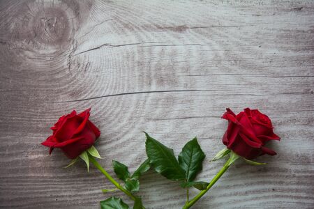 Red roses on background with space for textの写真素材