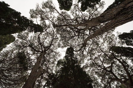 Backgroung with a circle of trees  in the Garden of Villa Comunaleの写真素材