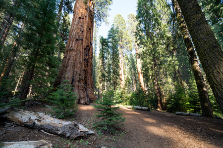 Sequoia National Parkの写真素材