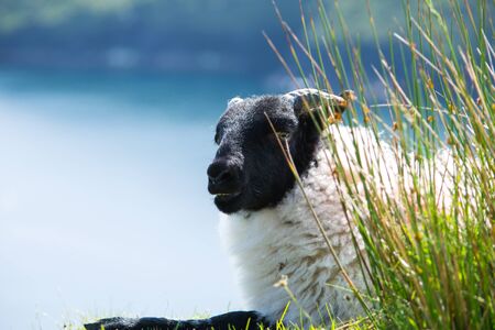 Irish sheep on a green meadowの写真素材