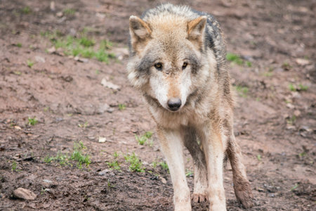 Grey Wolf