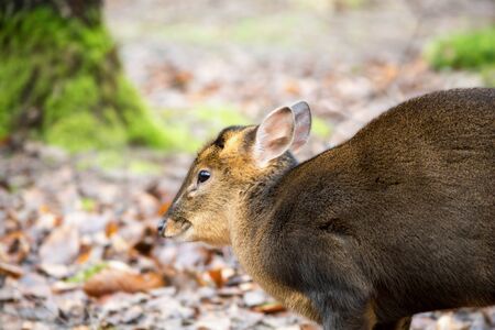 Red Deerの写真素材