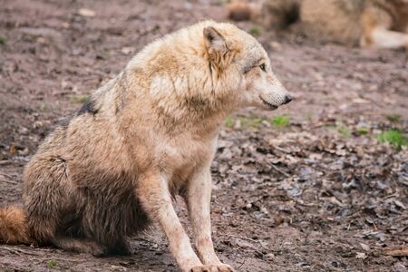 Grey Wolfの写真素材