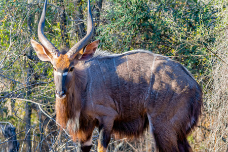 Male antelope in Kruger National Park in South Africaの写真素材