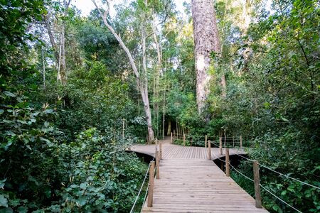 Path to the giant Yellowwood tree in Tsitsikamma in South Africaの写真素材