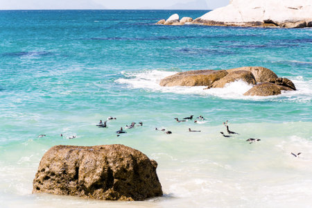 African Penguins in Simons Town in South Africa