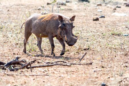Warthog at Kruger National Park in South Africaの写真素材
