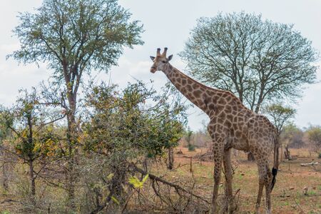Giraffes in Kruger National Park in South Africaの写真素材