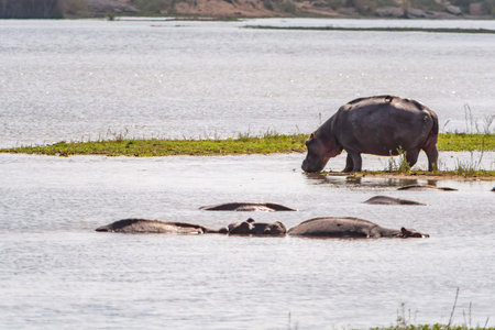 Hippopotamus in Kruger National Park in South Africa