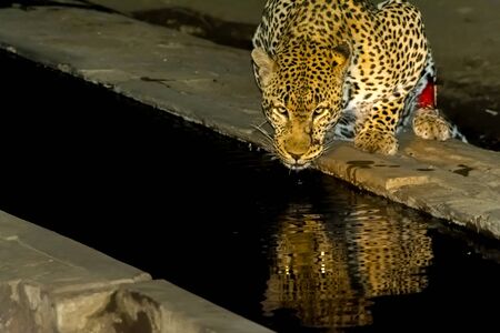African Leopard drinking at night in greater Kruger National Park in South Africaの写真素材