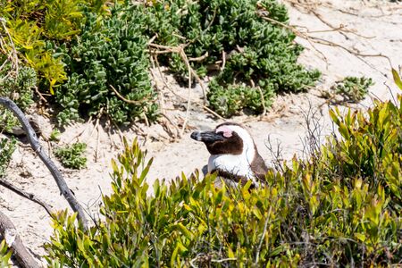 African Penguins in Simons Town in South Africaの写真素材