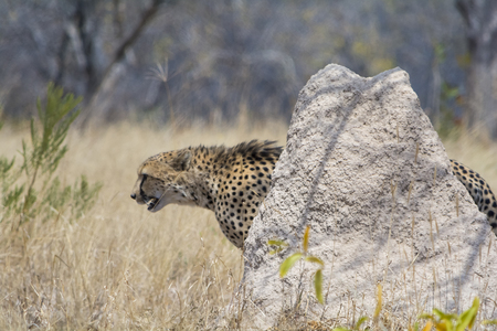 Cheetah in Kruger National Parkin  South Africaの写真素材