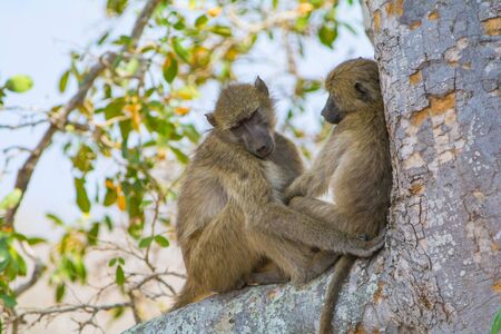 Apes in Kruger National Park in South Africaの写真素材