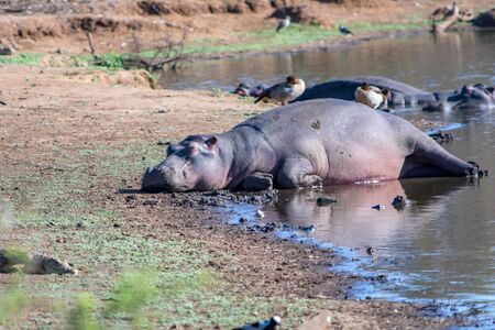 Hippopotamus in Kruger National Park in South Africaの写真素材