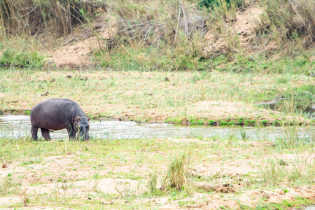 Hippopotamus in Kruger National Park in South Africaの写真素材