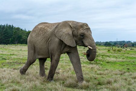 Knysna Elephant Sanctuary in South Africaの写真素材