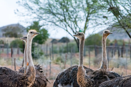 Ostriches in the kleine Karoo in South Africaの写真素材