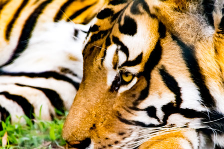 Close up of the face of an Bengalian Tiger