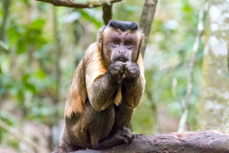 Capuciner ape sitting on a tree