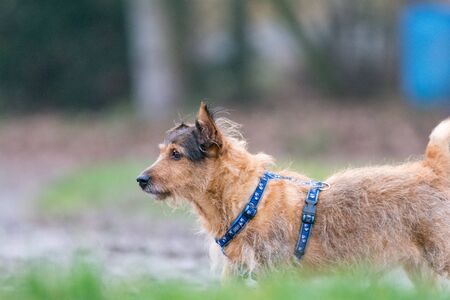 Dog walking and playing in natureの写真素材