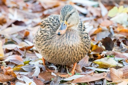 Female duck at the lake in winter Timeの写真素材