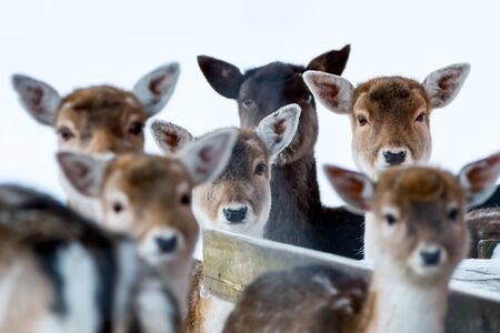 Sika deer with blurry backgound in wild nature of forrest in winter timeの写真素材