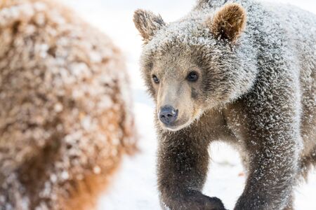 Little brown bear(s) playing and fighting in the snowの写真素材