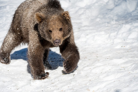 Little brown bear(s) playing and fighting in the snow