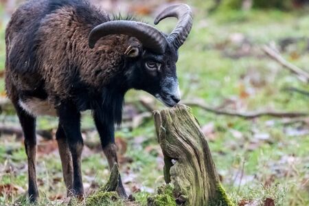 Goat on a meadow with blurred green background and woodの写真素材