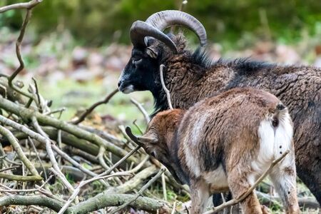 Goats on a meadow with blurred green background and woodの写真素材