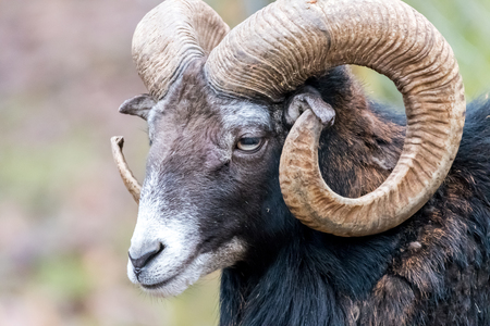 Portraiture of a Mouflon, horned animal in the nature habitat, portrait of mammal with big hornの写真素材