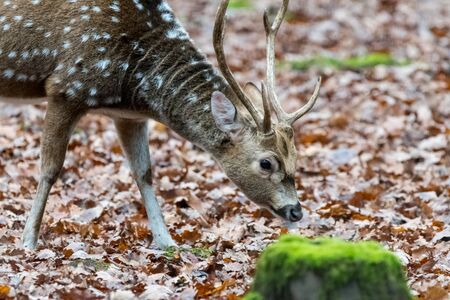 Sika deer with blurry backgound in wild nature of forrestの写真素材