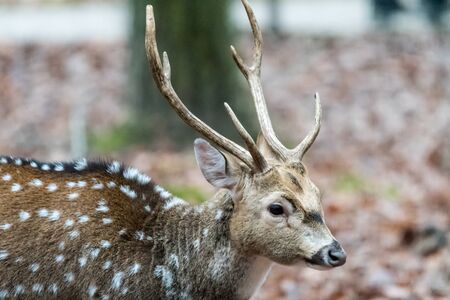 Sika deer with blurry backgound in wild nature of forrestの写真素材