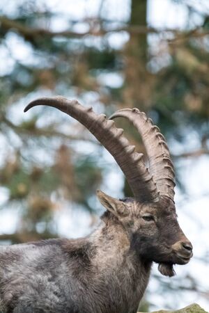 Very long horned Ibex in front of a stony Backgroundの写真素材